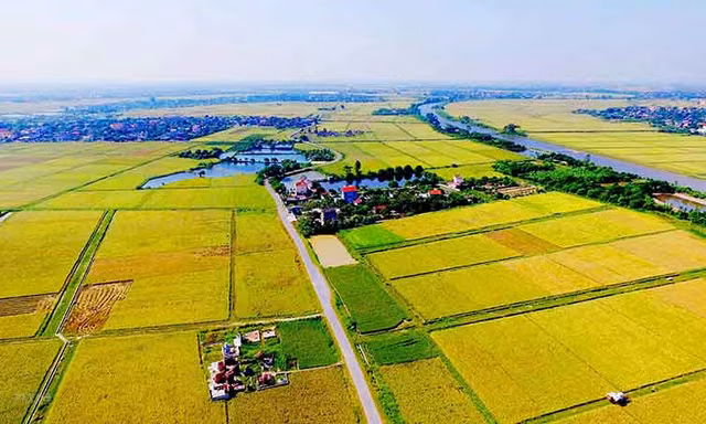 Thí điểm cho phép chuyển mục đích sử dụng đất trồng lúa quy mô dưới 500 ha