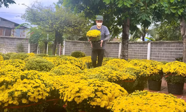 Đào, cúc rộn ràng xuống phố biển Nha Trang