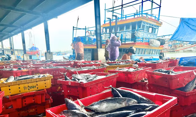 Giá cá ngừ giảm mạnh, tàu vạ vật 'nằm bờ' 