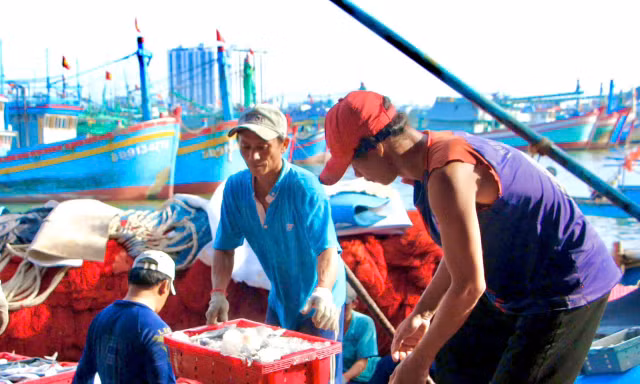 Truy xuất nguồn gốc thủy sản khai thác điện tử, cơ hội gỡ ‘thẻ vàng’ IUU