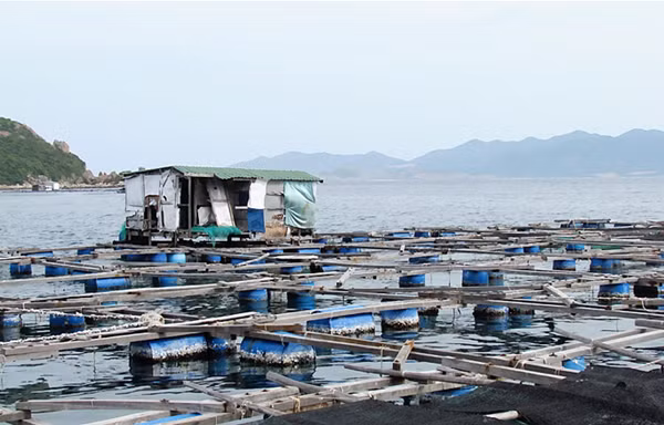 Bè cá của người Trung Quốc ngay cửa vịnh Cam Ranh Ảnh : Nguyễn Đình Quân