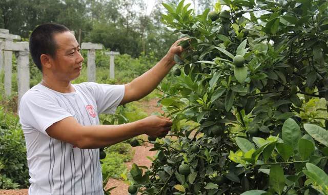 Anh Tập bên những cây chanh đào lúc lỉu quả