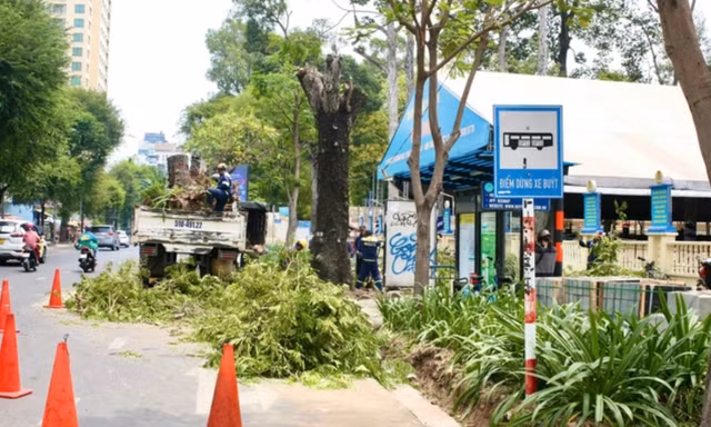 Vụ cải tạo vỉa hè ảnh hưởng cây xanh: Chủ tịch UBND TPHCM ra 'tối hậu thư'