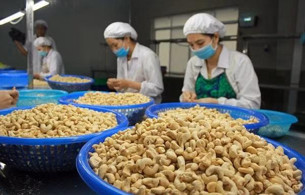 Xuất khẩu điều nguy cơ mất hàng trăm triệu USD: Thủ tướng chỉ đạo khẩn trương tháo gỡ 