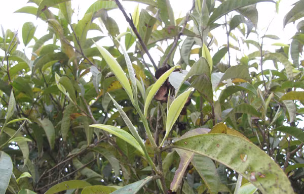 'Mặc váy ngắn hái chè, vị sẽ khác'