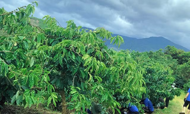 Thanh niên tình nguyện giúp người dân vặt chồi, làm cỏ cà phê 