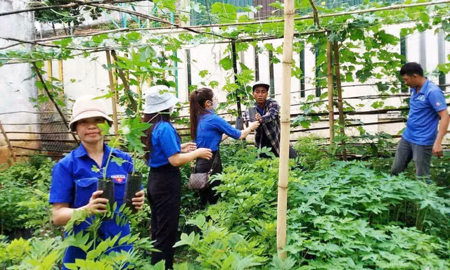 Tuổi trẻ Đắk Lắk tô thêm sắc xanh bảo vệ môi trường