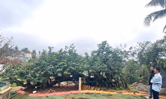 Tận thấy cây mai tiền tỷ, khế thế đổ ‘nhất long họa bì’ 