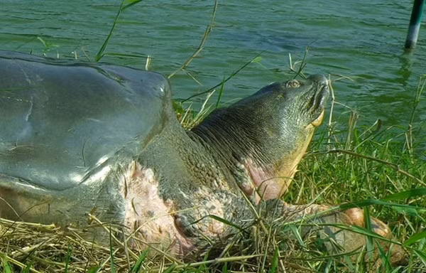 Kỳ công 2 năm chụp được một bức ảnh Rùa Hoàn Kiếm ở hồ Xuân Khanh