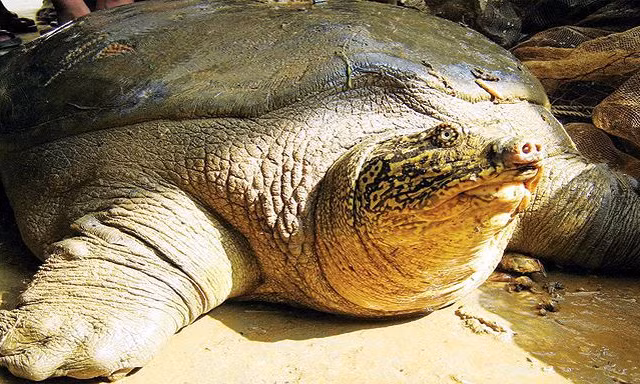 Hà Nội bẫy bắt rùa Hoàn Kiếm để xác định giới tính