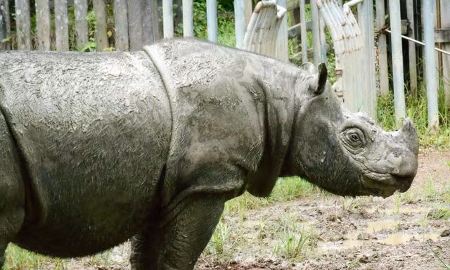 Cá thể tê giác đực Sumatra cuối cùng của Malaysia đã chết