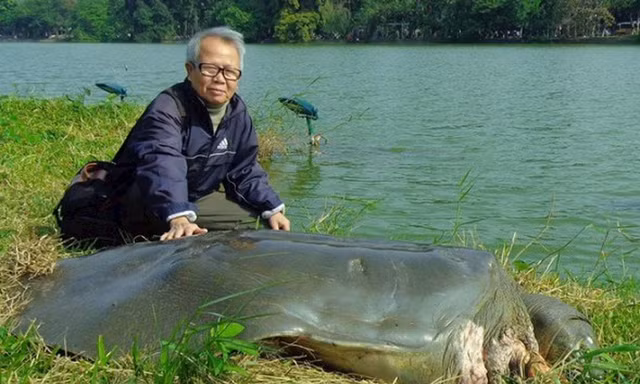 Tiêu bản cụ rùa Hồ Gươm ra mắt người dân Thủ đô