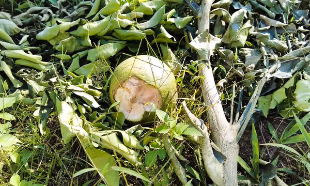 Trồng bưởi da xanh nhưng khi ra quả lại hóa bưởi lạ