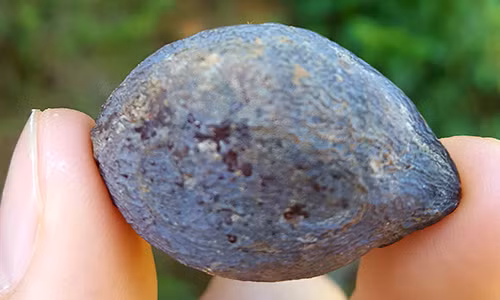 Thương lái Trung Quốc lùng mua quả trám giá cao gấp 5 lần