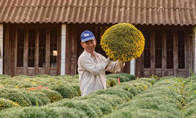 Ngắm bộ ảnh vườn hoa cảnh rực rỡ đón Tết của chàng trai miền Tây 