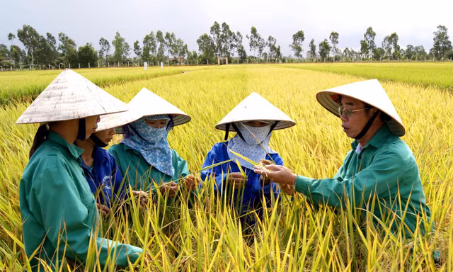 ThaiBinh Seed với 50 năm tự hào và đồng hành với người nông dân mới 