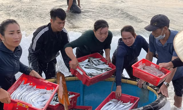 Những mớ cá tươi ròng được chuyển lên bờ 