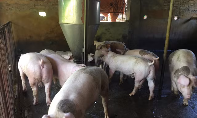 Ông Nguyễn Quang Sỹ đã phải bán sớm đàn lợn này vì càng nuôi càng lỗ 