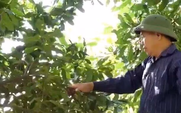 Ông Lục Văn Bằng coi mắc ca là cứu tinh để gia đình ông thoát nghèo Ảnh: Duy Chiến 
