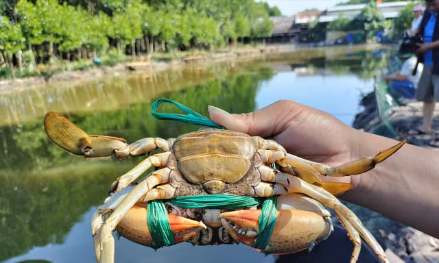 Cua Năm Căn có giá 800.000 đồng/kg 