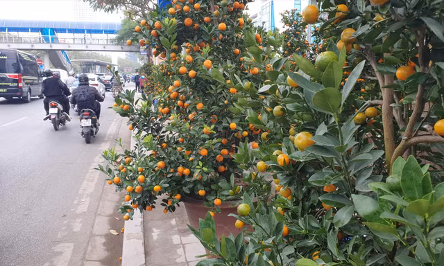 Vỉa hè nhiều tuyến phố được vẽ vạch, chia ô để cho thuê bán hoa, cây cảnh 