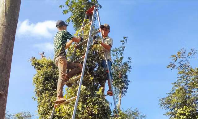 Gia đình chị Nguyễn Thị Hải Yến hái trước những chùm tiêu chín 