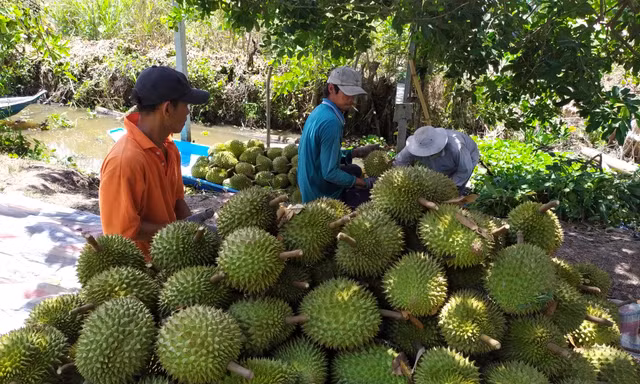 Loại nông sản xuất khẩu mang lại tỷ USD vẫn chưa nằm trong tầm ngắm của doanh nghiệp bảo hiểm Ảnh: Cảnh Kỳ
