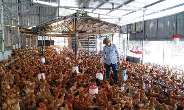 Quy mô trang trại gà Tiên Yên của chàng kỹ sư CNTT Nguyễn Việt Phương hiện có 5 nghìn con
