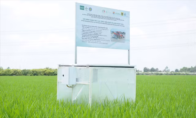 Mô hình canh tác lúa giảm phát thải tại quận Thốt Nốt, TP Cần ThơẢNH: CẢNH KỲ