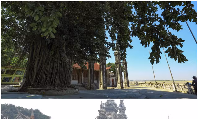 Cây đa trước cổng đình Chèm bị chặt hạ khi chưa có ý kiến của cơ quan chuyên môn, cơ quan quản lý Ảnh: KỲ SƠN 