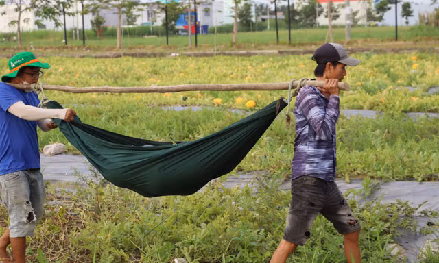 Nông dân Cà Mau dùng võng gánh dưa hấu 'khủng' bán Tết