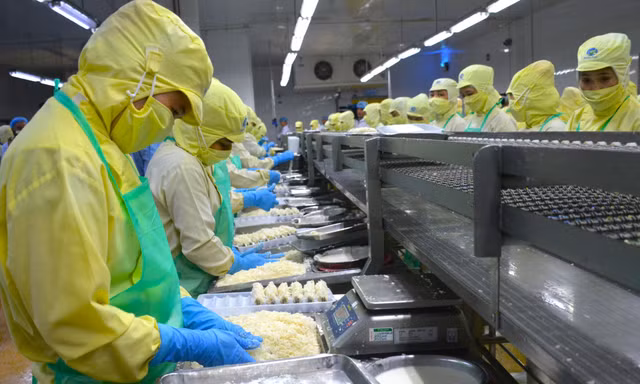 Mỹ áp thuế 46% ảnh hưởng nghiêm trọng tới tôm Cà Mau