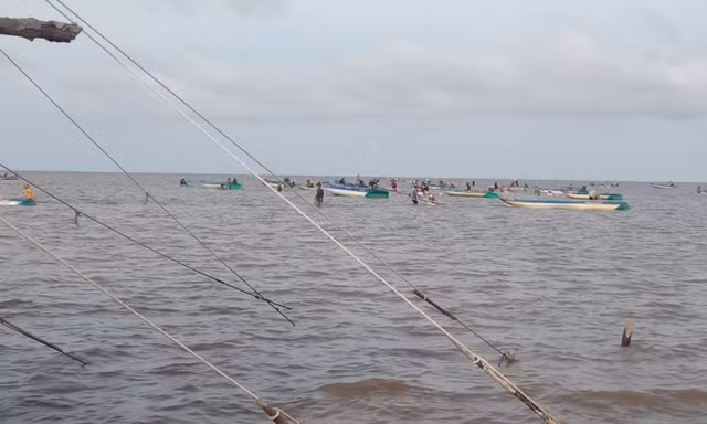 Ồ ạt khai thác nghêu giống trái phép ở Vườn quốc gia Mũi Cà Mau