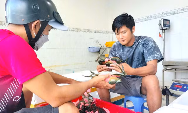 Cua Cà Mau hơn 1,1 triệu đồng/kg ngày Tết