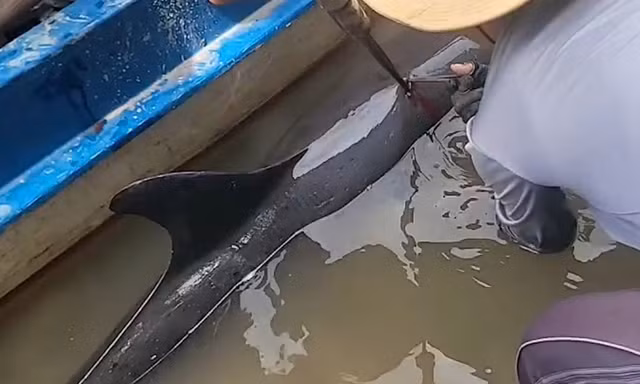 Giải cứu cá heo bị chĩa sắt đâm, lạc vào thành phố Cà Mau
