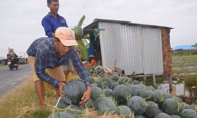 Cảnh nhộn nhịp thu hoạch dưa hấu ngày cận Tết ở Bạc Liêu 