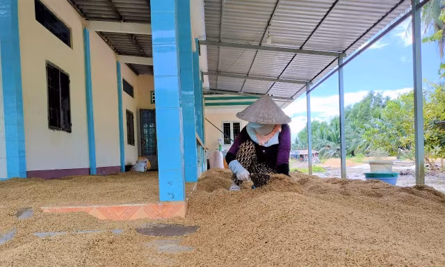 Cà Mau hỏa tốc 'giải cứu' hàng nghìn tấn lúa ngon nhất thế giới 