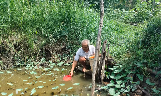 Nhiều hộ dân ở U Minh phải dùng nước ao sinh hoạt