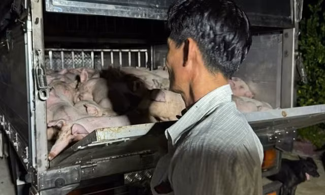 Phát hiện xe chở 120 con heo không giấy kiểm dịch