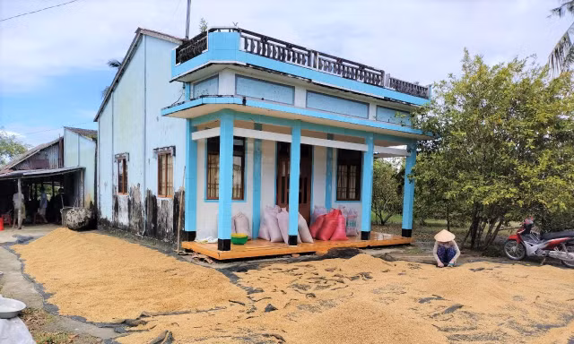 Sắp ‘giải cứu’ xong hàng nghìn tấn lúa Việt Nam ngon nhất thế giới bị ế