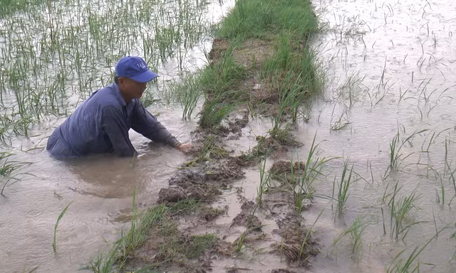 Hơn 4.600ha lúa ở Cà Mau bị ngập do mưa lớn