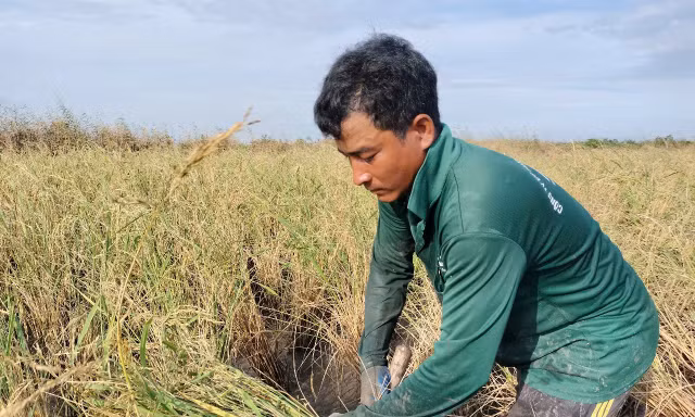 Tận thấy nông dân thu hoạch 'con tôm ôm cây lúa'