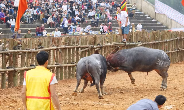 Cặp trâu chọi thi đấu 1h30 phút bất phân thắng bại