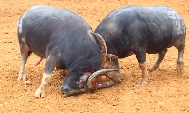 Trâu chọi đổ máu tìm ngôi vương