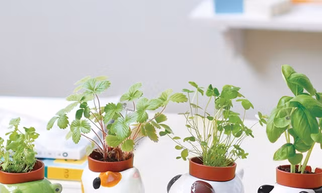 Giảm ra đường thì ở nhà trồng cây: Những chậu cây cưng xỉu, còn “tự uống nước” nữa này!