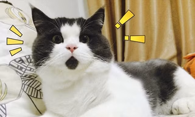 10 chú mèo có bộ lông độc đáo