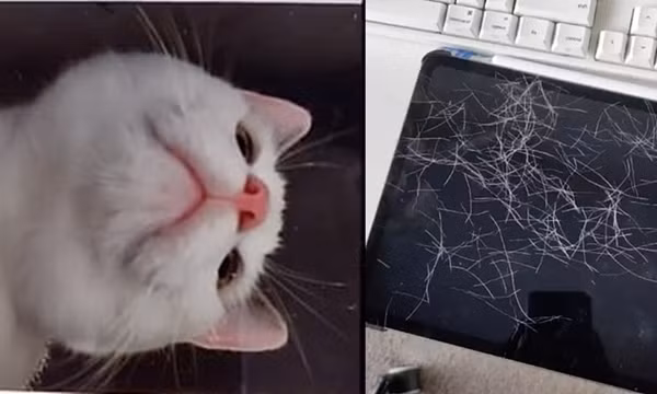 Để quên iPad ở nhà, khi về thì phát hiện ra em mèo cưng đã chụp hàng chục bức ảnh selfie