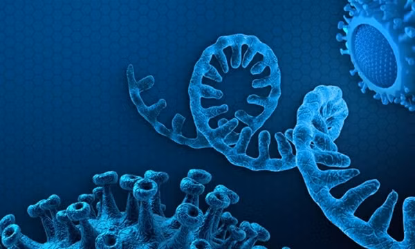 Virus