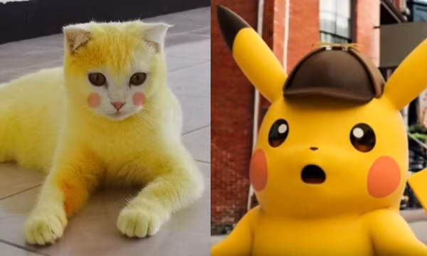 mèo