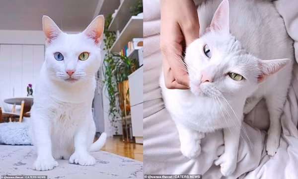 Bé mèo bị chủ cũ vứt đi chỉ vì 2 mắt có 2 màu khác nhau đã tìm được gia đình mới